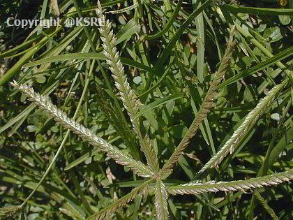 Goose Grass