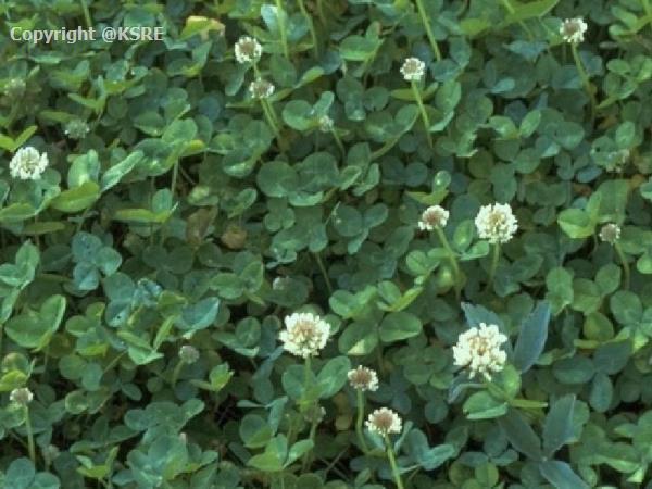 White Clover