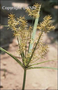 Yellow Nutsedge