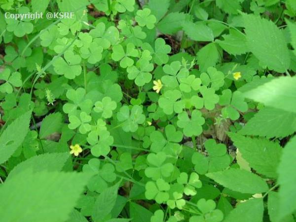 Yellow Wood Sorrel