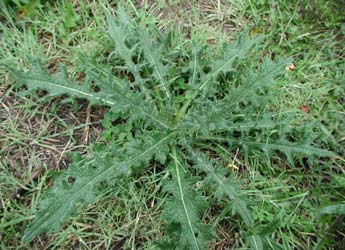 bull thistle