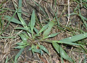 crabgrass