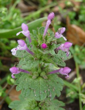 Henbit