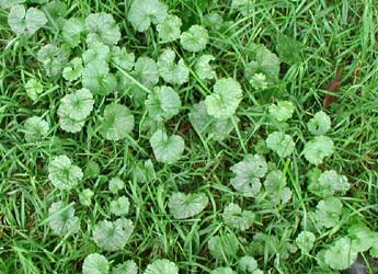 ground Ivy