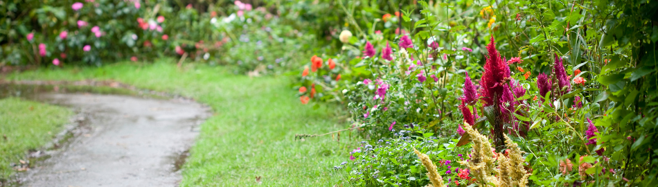 annual_flowers