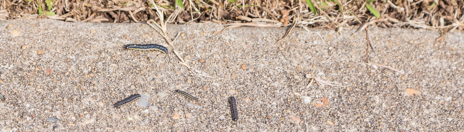 Army Worms