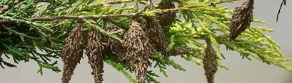 Bagworms