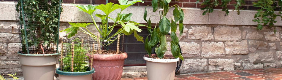Container Gardening