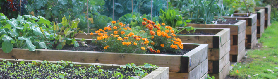 Raised Garden Beds