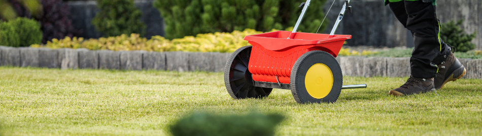 Overseeding Lawn