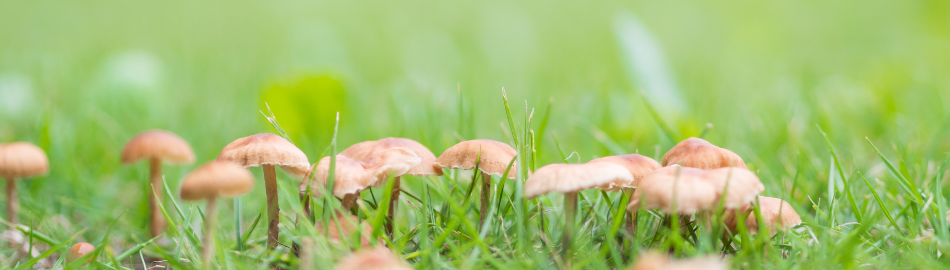 Mushrooms In Lawn
