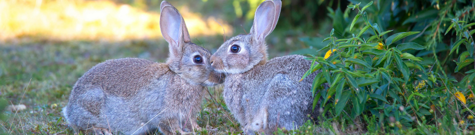 Rabbits in the Garden