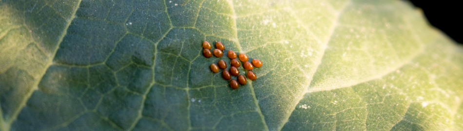 Squash Bug Eggs