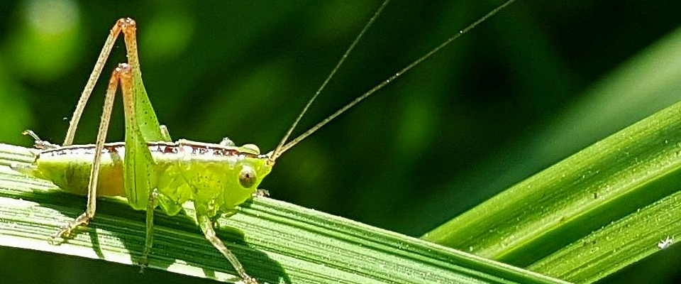 grasshopper on leaf