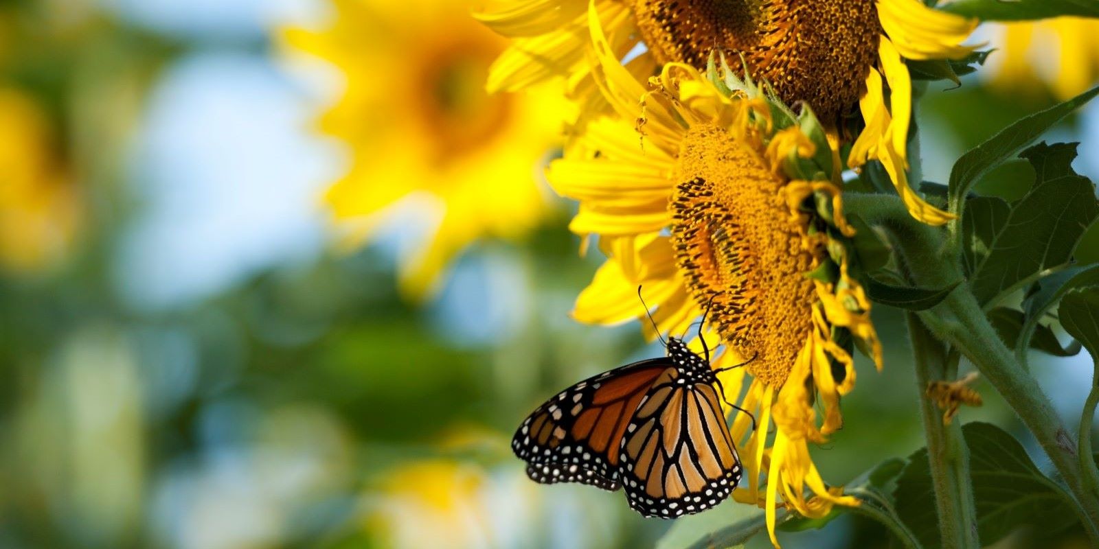 natres-monarch-banner1